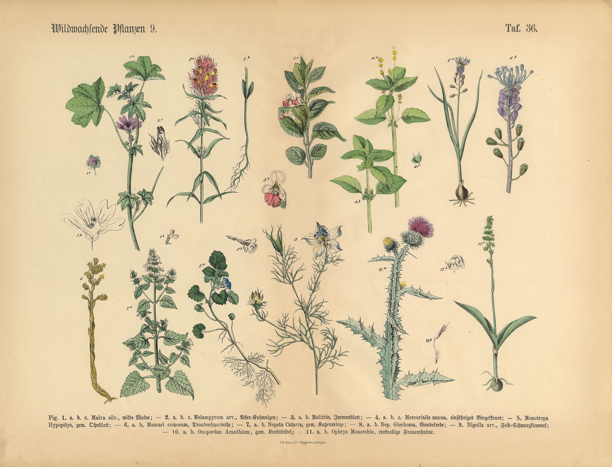 Vintage botanical illustration comparing catnip and catmint